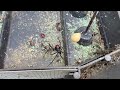 That's a Black Widow in the Rodent Bait Station in Peapack, NJ