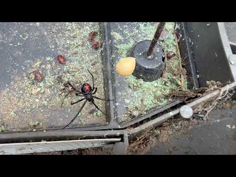 That's a Black Widow in the Rodent Bait Station in Peapack, NJ