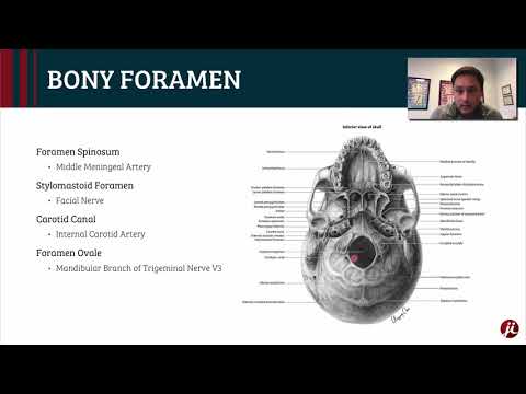Cranial Anatomy and the Infratemporal Fossa