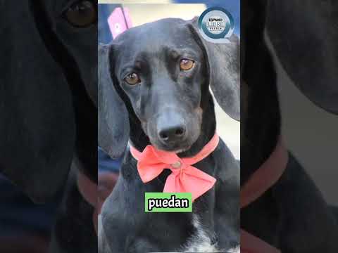 #VideoNota 🐶🐱Emite Gobierno de la Ciudad medidas para el cuidado de mascotas ante temporada de frío