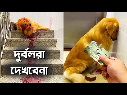 ক্যামেরায় ধরা পড়ল একটি কুকুর মানুষের জন্য কি কি করতে পারে | This Dog video will Melt your Heart.