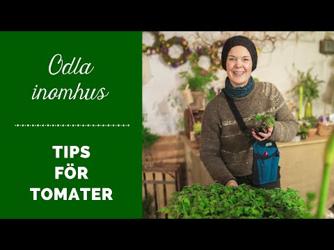 , title : 'Tips för att odla tomater inomhus'