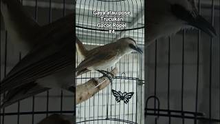 Download lagu gaya atau pose trucukan gacor ropel #3. #hobiburung #trucukangacor #trucukanropel #trucukangoklik mp3 Download lagu gaya atau pose trucukan gacor ropel #3. #hobiburung #trucukangacor #trucukanropel #trucukangoklik mp3