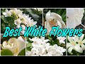53 - Best 15+ Amazing White Flowers with Name || Floral Gardening