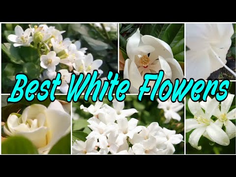 download lagu mp3 mp4 White Flower Plant, download lagu White Flower Plant gratis, unduh video klip White Flower Plant