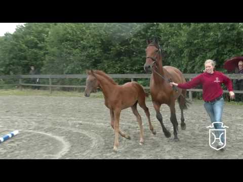 SL080 Stutfohlen von Colore - Casall - Zarewitsch xx