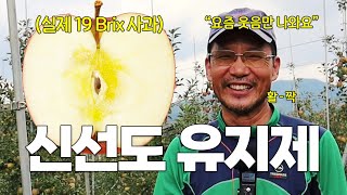 사과가 19 Brix가 될 수 있다고?! 사과의 맛을 그대로 유지하고 보관 할 수 있는 최고의 방법-!