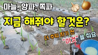 마늘,양파,쪽파 추워지기 전 지금 해줘야 할것은? "이것"을 줘요 마늘양파쪽파 수세회복 뿌리활착 칼슘비료