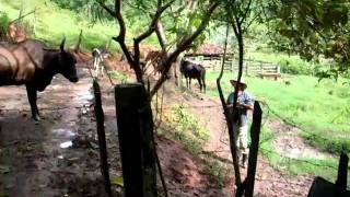 preview picture of video 'Caindo com a vaca 6.avi'