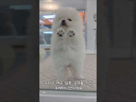 포메라니안 아가 실물 미쳤다…