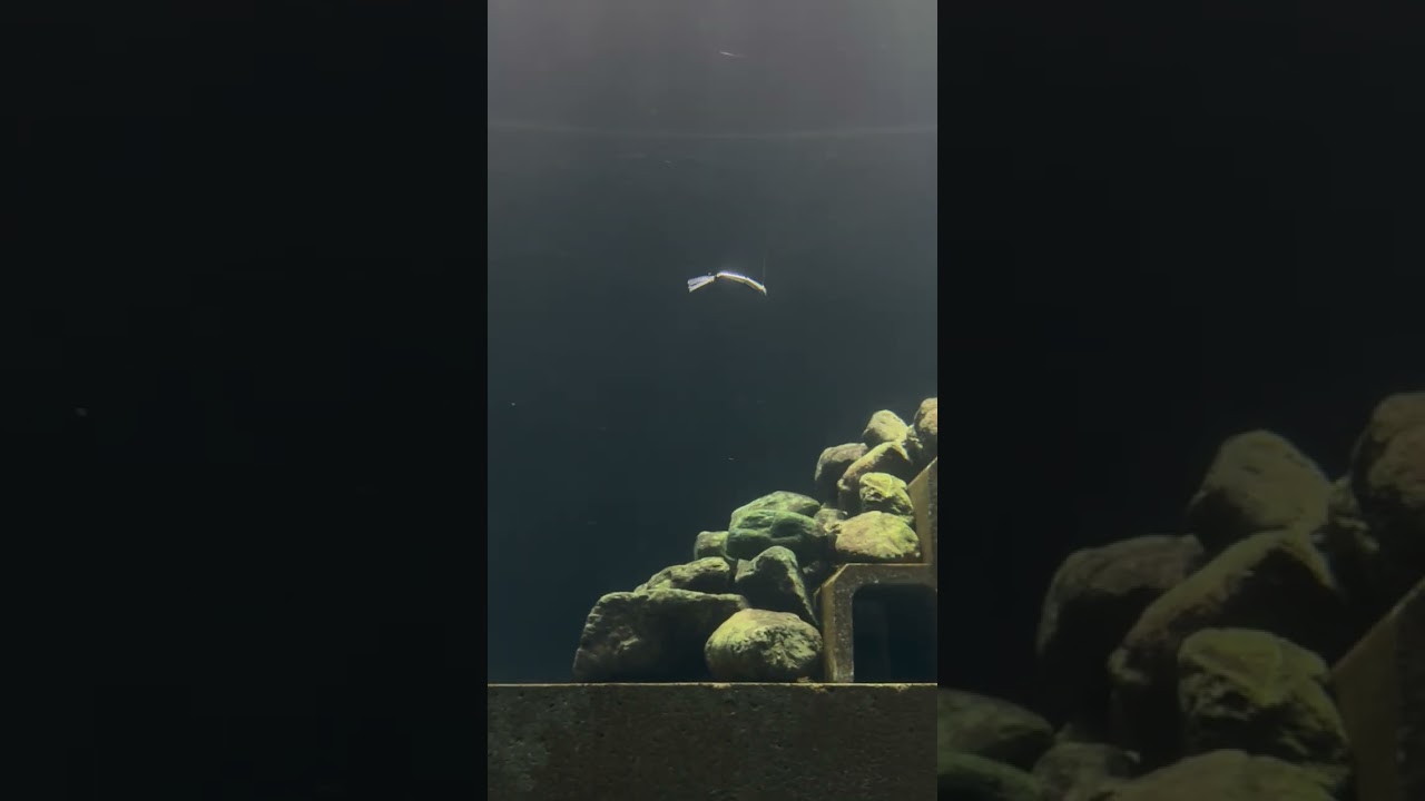 REALIS MIDO-PICO 73S