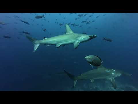 Galapagos Scuba Diving Safari - June 2025