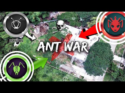 There's a Massive ANT WAR Happening in My Backyard | 'The Battle for Antopia'