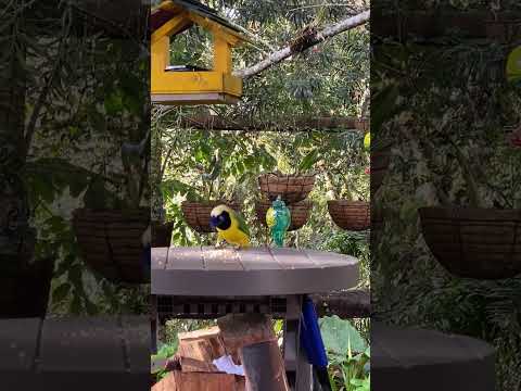 Inca jay, Carriqui de montaña, Cyanocorax yncas. El Retiro, Antioquia, Colombia.