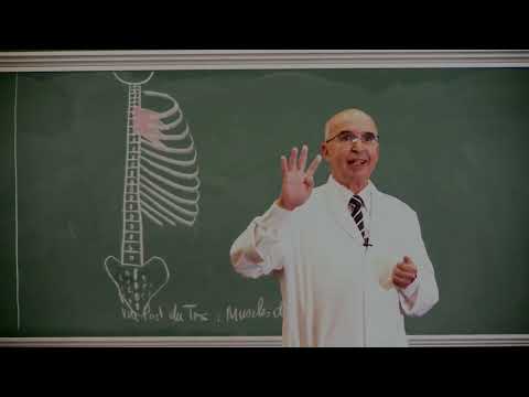 COURS ANATOMIE 4: Fin Muscles du Thorax + Muscles du Dos + Diaphragme Partie 1