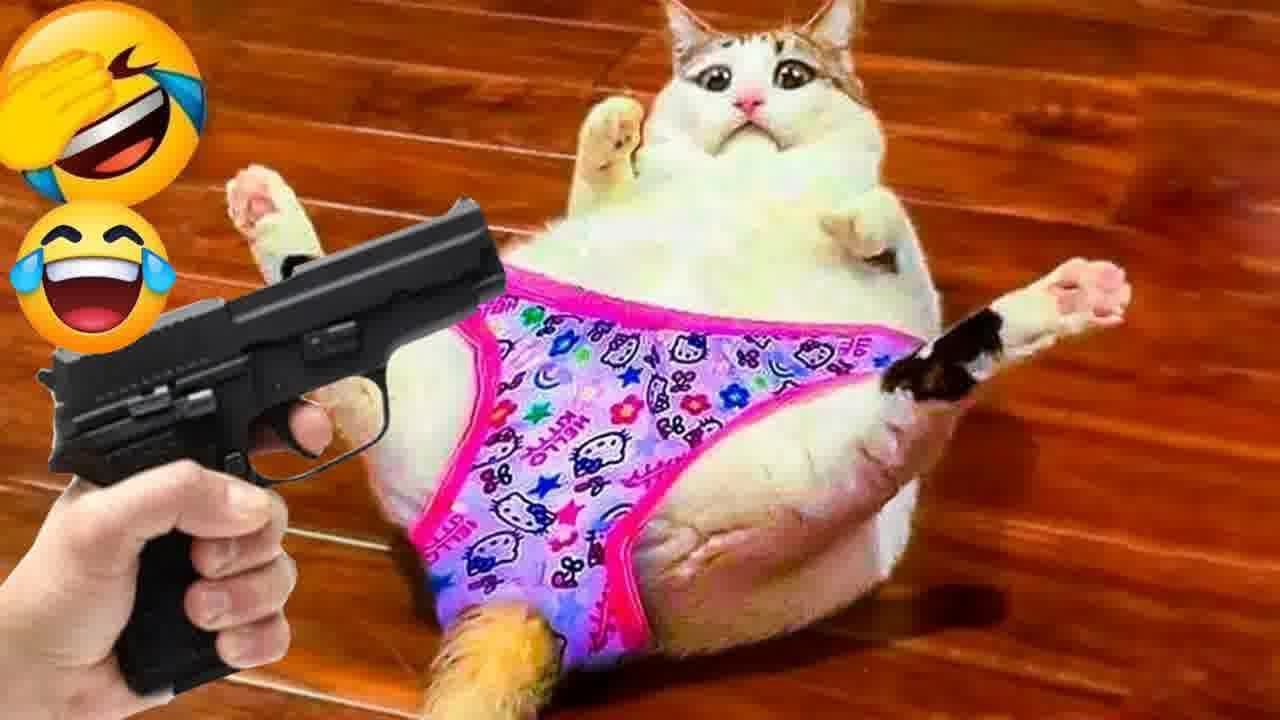 You Laugh You Lose😹Funniest Dogs and Cats 2024😻🐶