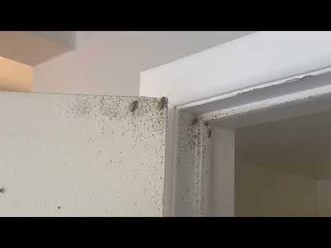 Cockroaches Roaming Throughout the Home in...
