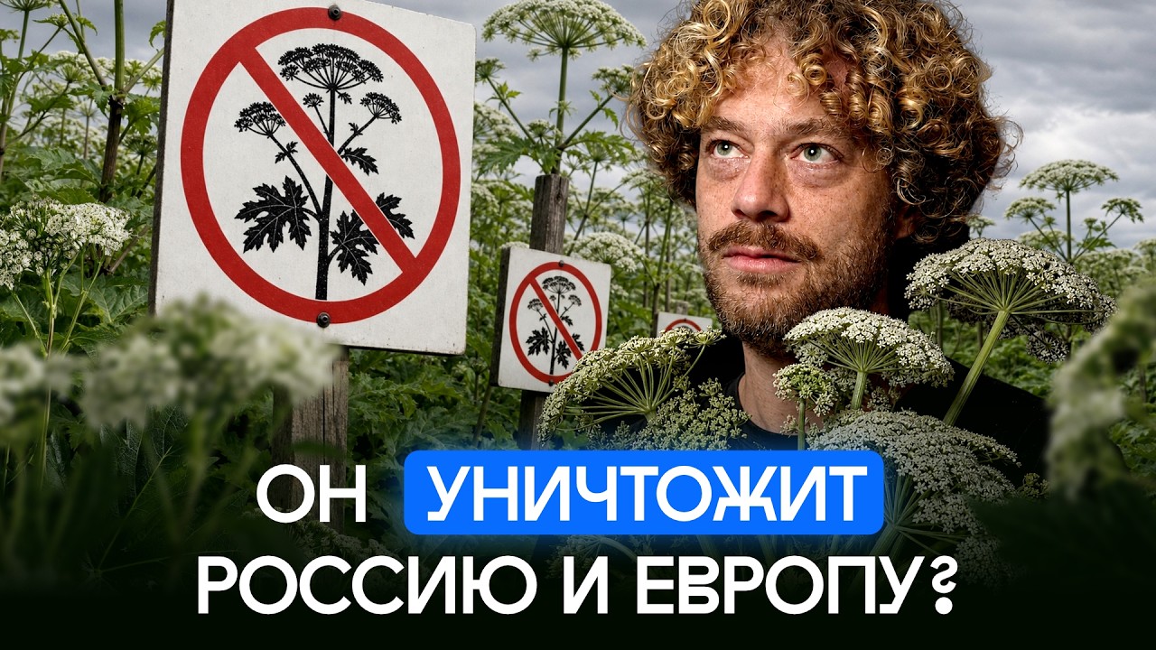 Борщевик: биооружие США или ошибка Сталина? | Распад СССР, лысенковщина и гла?