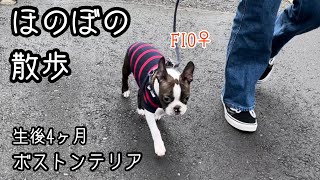 寒くてもほのぼの散歩するフィオ｜ボストンテリア