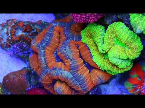 Ari's 575g Reef Tank