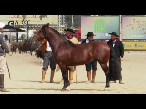 Final do Freio de Ouro 2019 - Etapa Morfológica (Machos)