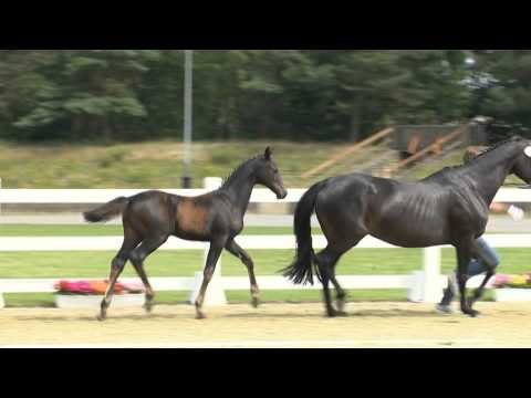 Stf v Danciano x Muenchhausen