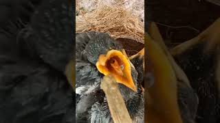 Download lagu suara anakan burung jalak kebo saat lapar#shorts mp3