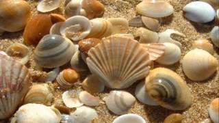 Sea shells (New Original Instrumental)