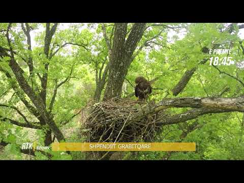 Promo  -RTK STORY  -Shpendët grabitqarë