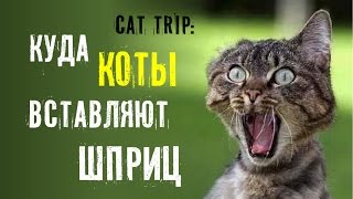 Cat Trip: Куда коты вставляют шприц