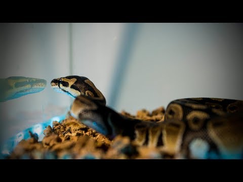 ESTUKERO ELTITO - RATAS$  (VIDEOCLIP)