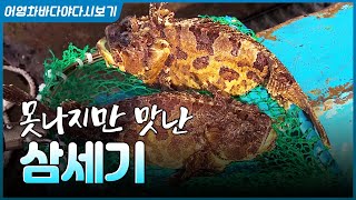 보기 좋은 떡이 먹기도 좋다? NO! 못난 놈이 맛은 좋다는 그 생선, 삼세기~ #삼세기 #바다 #생선