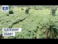 Efforts Of The Dapo Abiodun-Led Govt Towards Agric Devt  | Gateway Diary