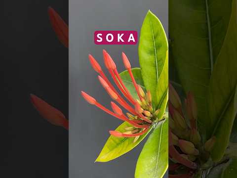 Making Bonsai From Flowering Trees