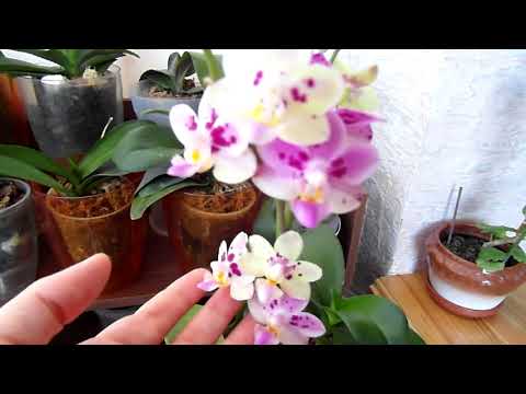 Бактериалка орхидей - что помогло/не помогло.