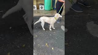 Video preview image #1 Labrador Retriever-Maremma Sheepdog Mix Puppy For Sale in Virginia Beach, VA, USA