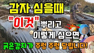 감자 심을때 이것 뿌리고 이렇게 심어야 굵은 감자가 많이 달립니다 #감자심는방법 #감자비료