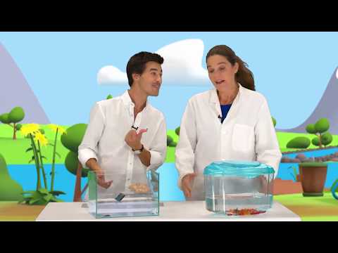 PANDAMANIA - Cantinho dos Animais - Dia do Mar