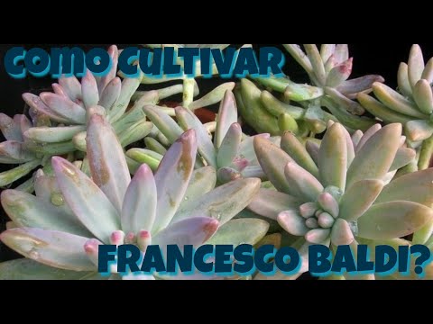 COMO CULTIVAR FRANCESCO BALDI? Olha como é fácil 😳!
