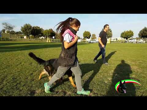 yashin della selva antica