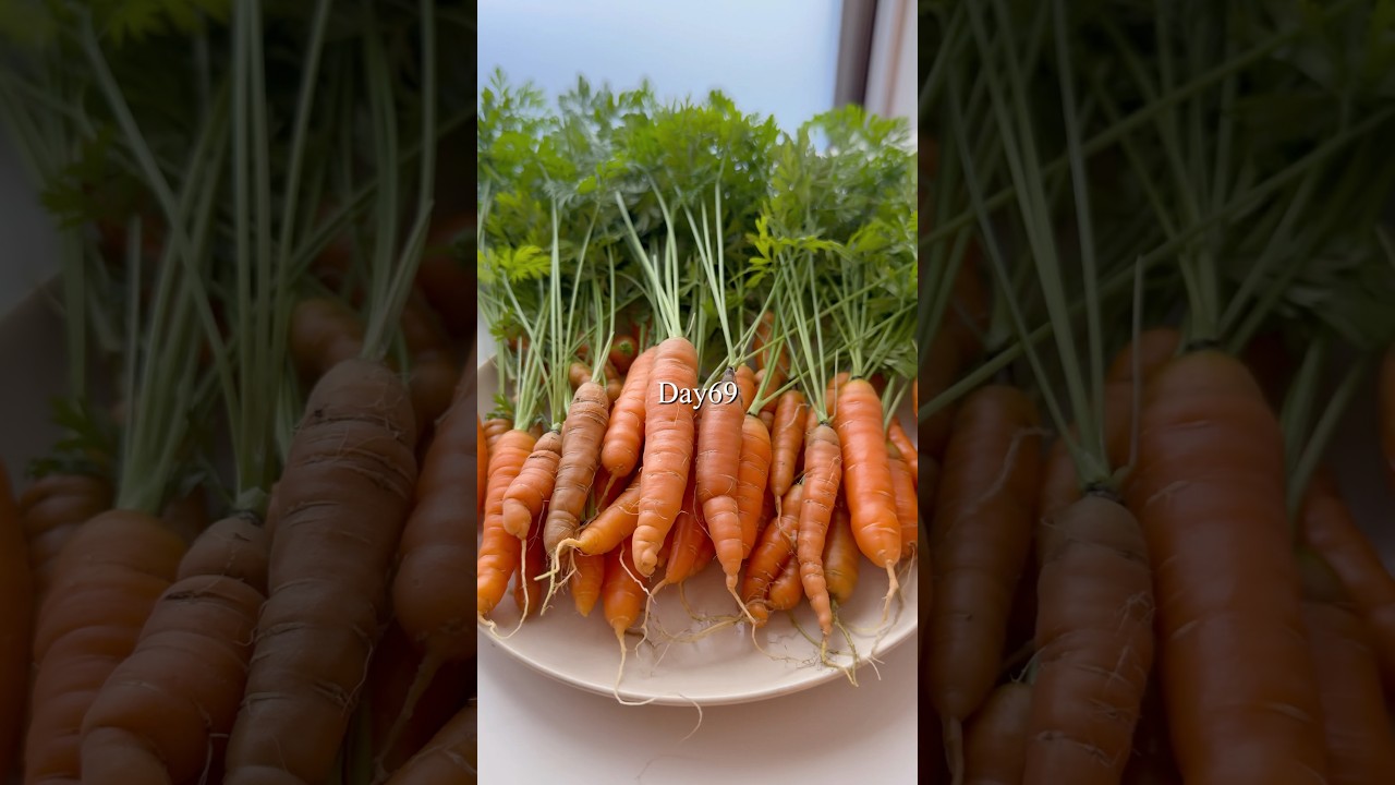【DAISO】ミニにんじんを育ててみた　1日目〜69日目