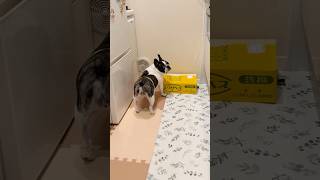 メロンがもっと食べたいフレブル