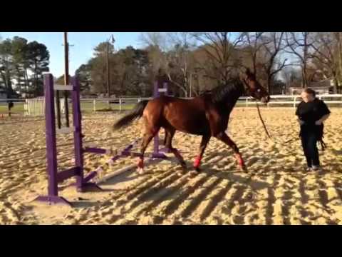Runbridled - 12/6/15 Ground Work Session 1