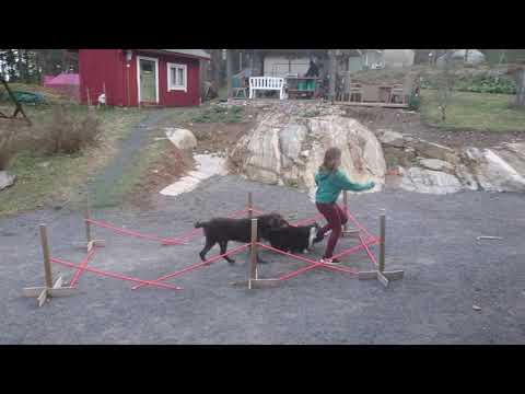 Vili the corgi and Maxi boy