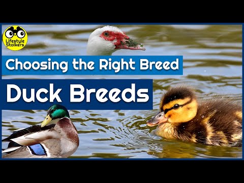 , title : 'Keeping Ducks - Duck Breeds & Choosing the Right Breed'