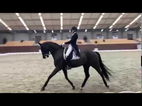 Alexander and Greven's Sa'Va' winning the 2019 ECCO Cup finale with 77,75 in the freestyle.
