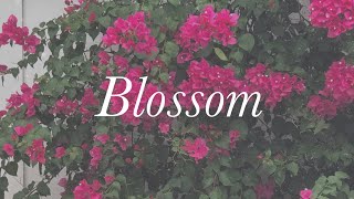Blossom - Noah Gundersen Cover (Matt Kelley)