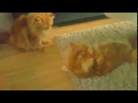 Deckakt  mit Erklärung des vorgangs.