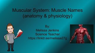 Muscle Names and How We Name Muscles (anatomy and physiology)