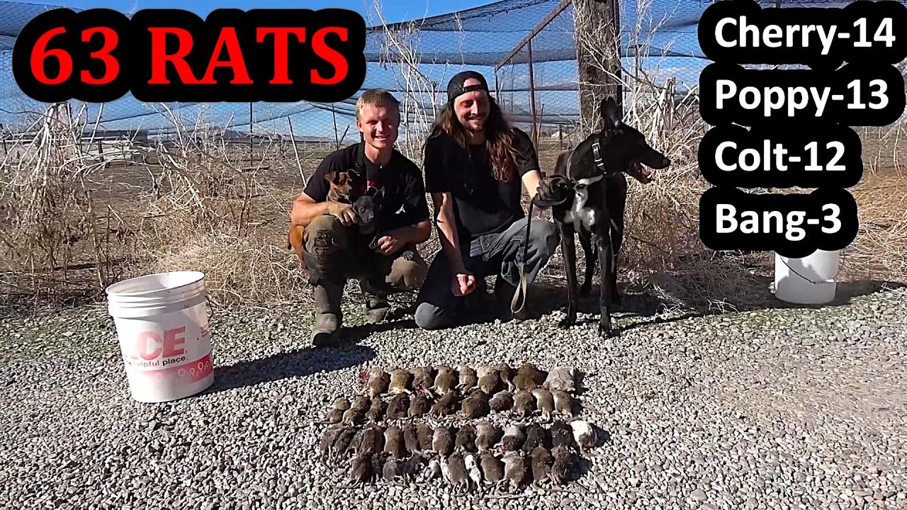 Dogs Demolish 63 Rats!